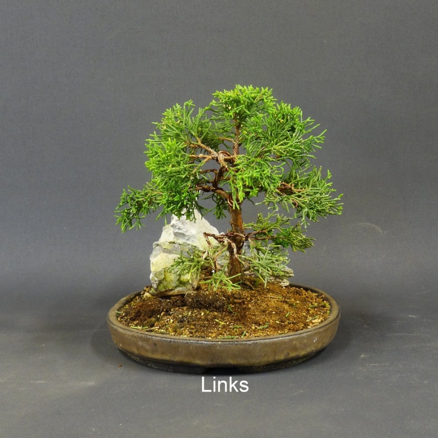 Chinesischer Wacholder Bonsai